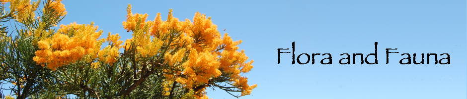 Flora and Fauna